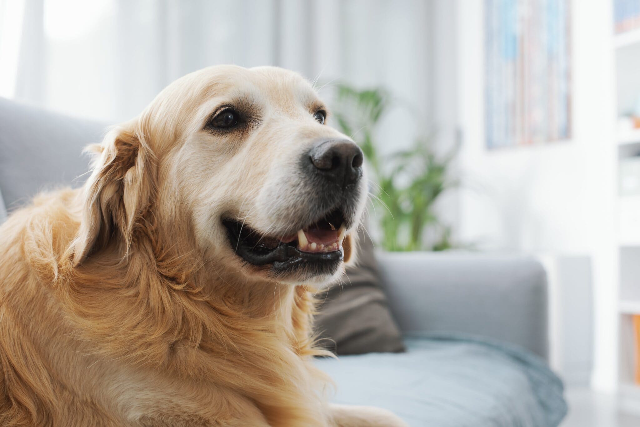 Pet Friendly Rentals in North Carolina | What to Know